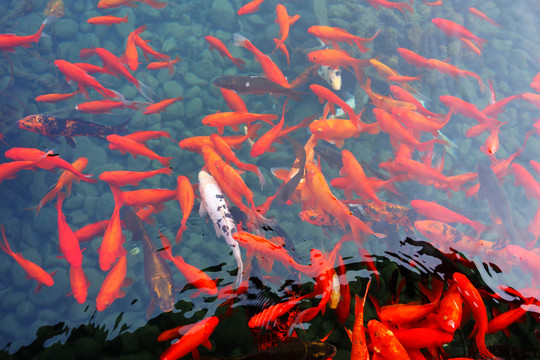 觀賞魚 錦鯉