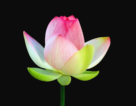 在黑色背景上的蓮花