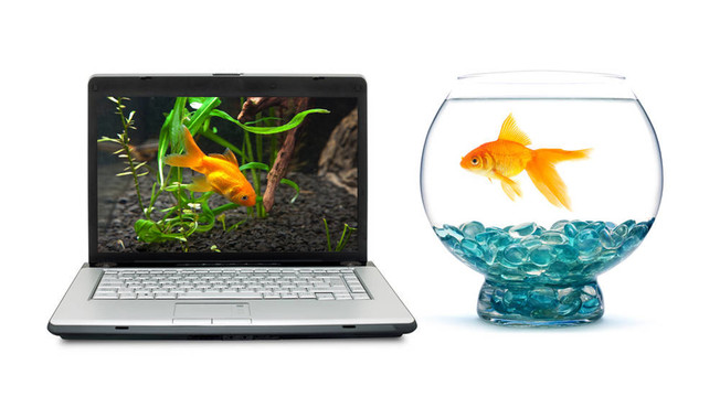 金魚