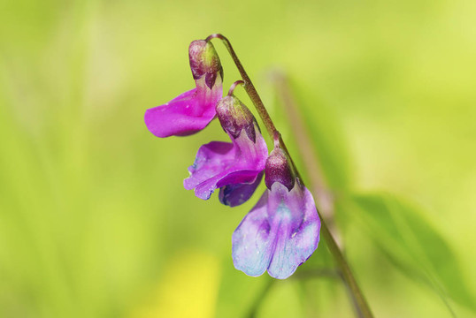 春天的花朵