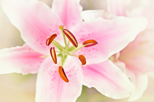 百合花