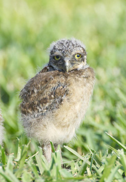 穴居貓頭鷹；Athene cunicularia