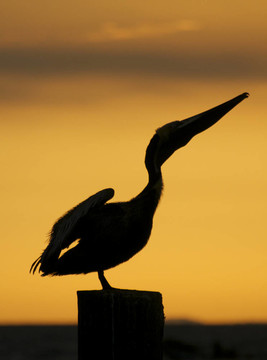 Brown Pelican；Pelecanus occidentalis