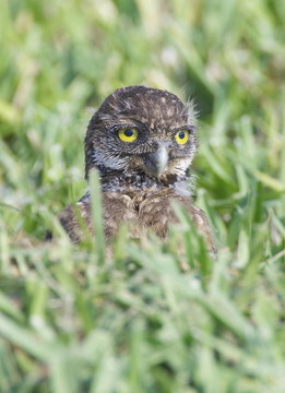 穴居貓頭鷹；Athene cunicularia
