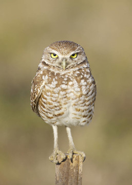 穴居貓頭鷹；Athene cunicularia
