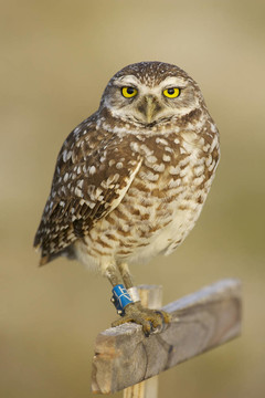 穴居貓頭鷹；Athene cunicularia