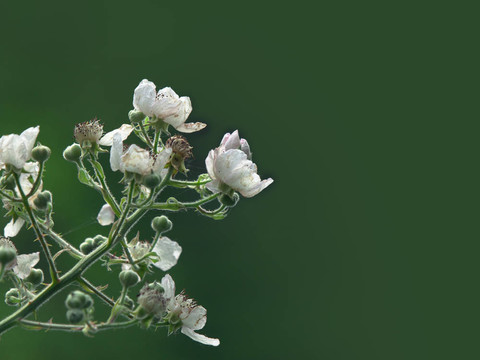 開花