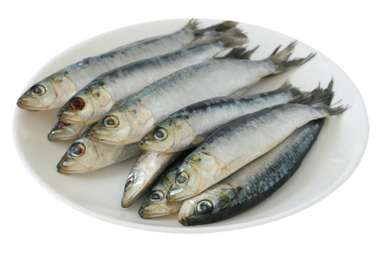 一盤(pán)新鮮沙丁油魚(yú)