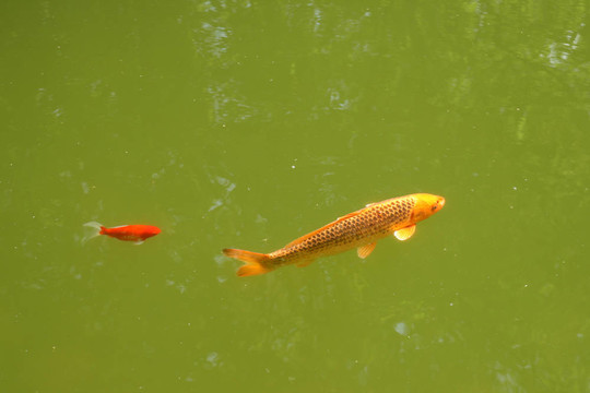 裝飾鯉魚和錦鯉