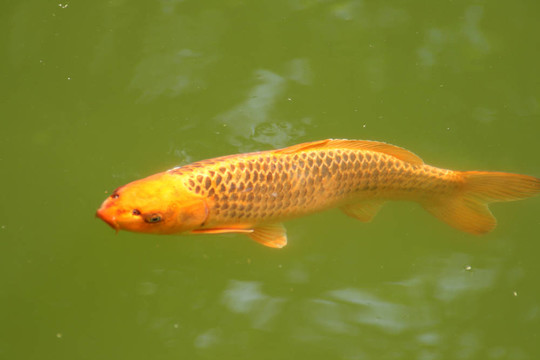 裝飾鯉魚和錦鯉