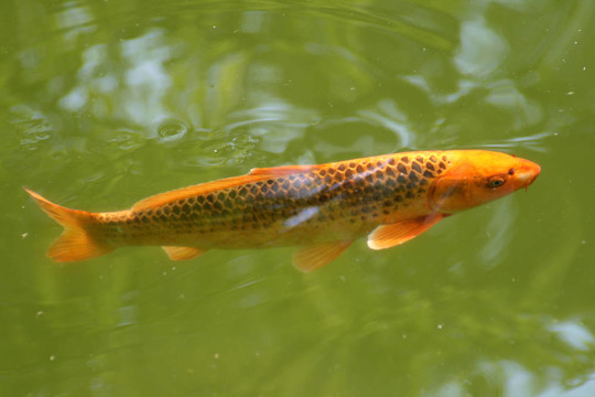 裝飾鯉魚和錦鯉
