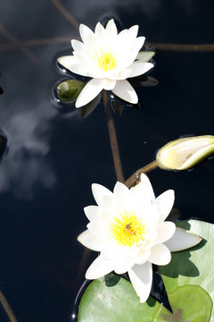 水百合
