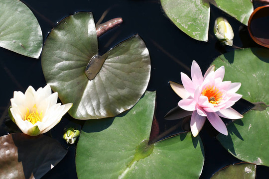 水百合