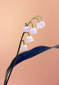 山谷的百合花