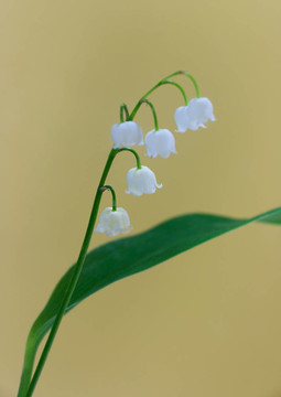 山谷的莉莉