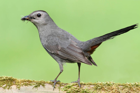 Gray Catbird（Dumetella研究）