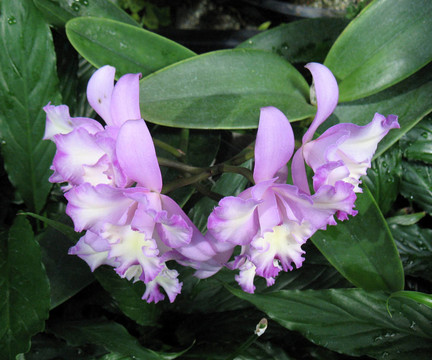 蘭花