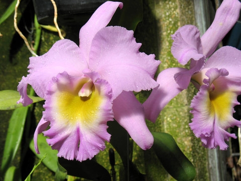 蘭花