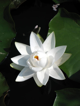 水百合
