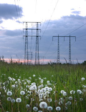 蒲公英和電塔