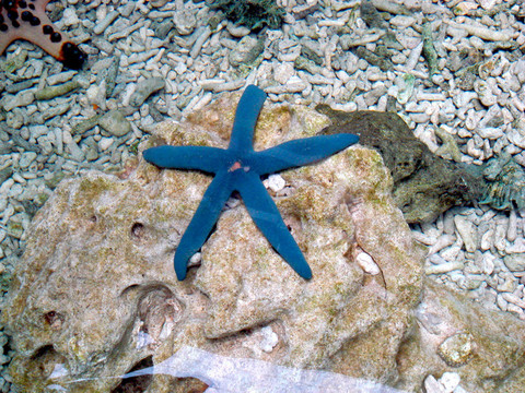 藍(lán)色的海星