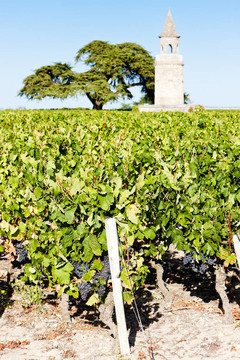 Chateau de拉圖爾；通過；波爾多地區(qū)；法國(guó)