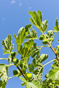 無(wú)花果樹(shù)