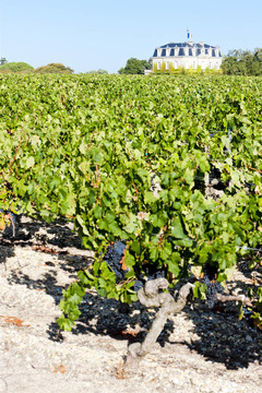 Chateau de拉圖爾；通過；波爾多地區(qū)；法國