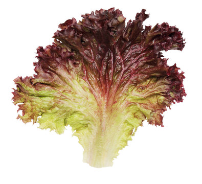 生菜
