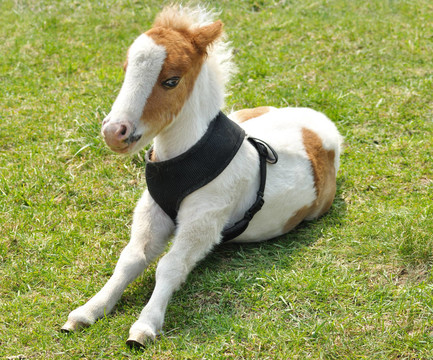 年輕的小馬