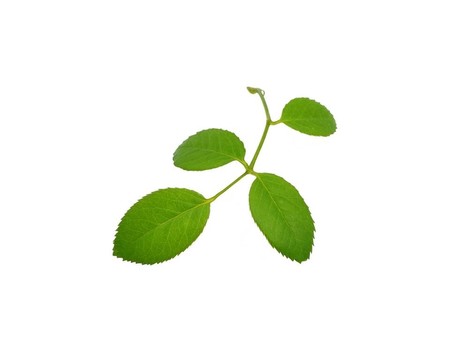 盆栽玫瑰的綠葉；在白色背景上分離