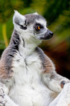 環(huán)尾狐猴；Lemur catta