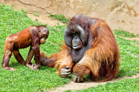 猩猩的Borneo；Pongo Pygmaeus