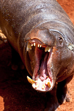 河馬侏儒；Hexaprotodon liberiensis