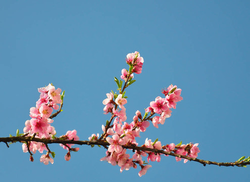 花桃（Prunus persica）