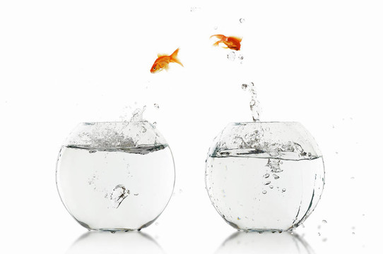 在一個魚缸里的金魚