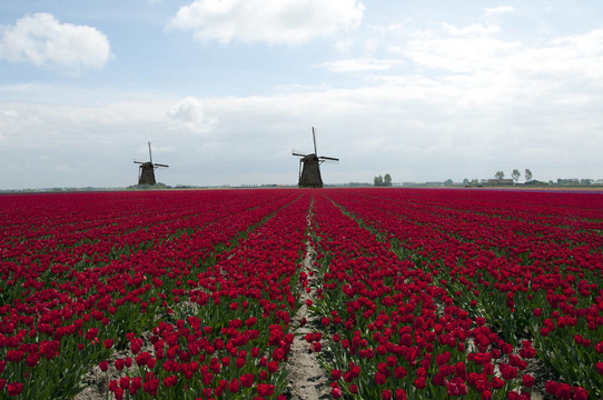 荷兰红tulpis