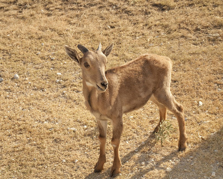 非常年輕的小Aoudad
