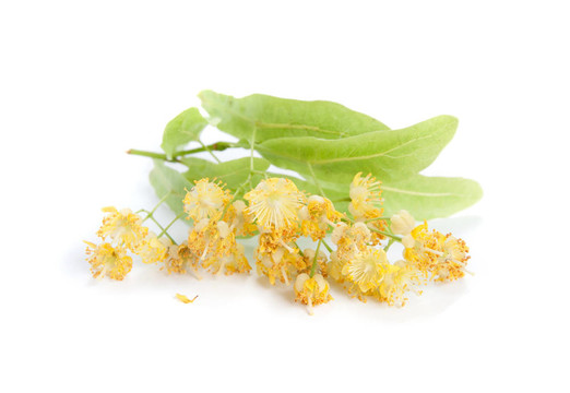 菩提樹花