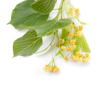 菩提樹花
