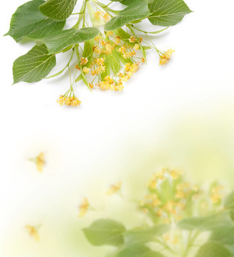 菩提樹下