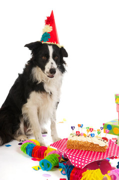 生日的狗