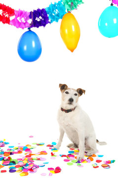 生日的狗