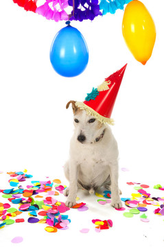 生日的狗