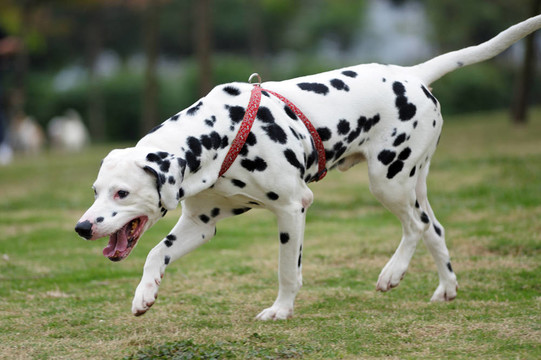 大麥町犬