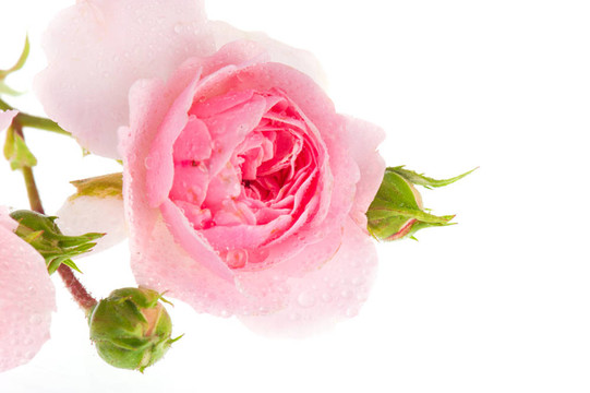 粉薔薇
