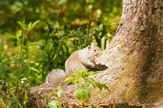 樹干上的Gray Squirrel Perched