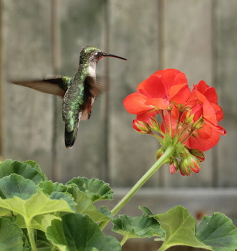 蜂鳥和Flower