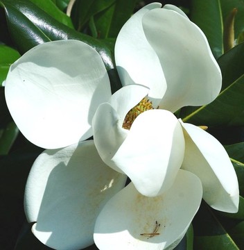 木蘭花