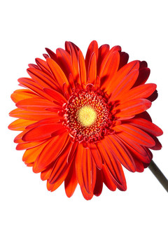 白色背景上的Gerbera Flower